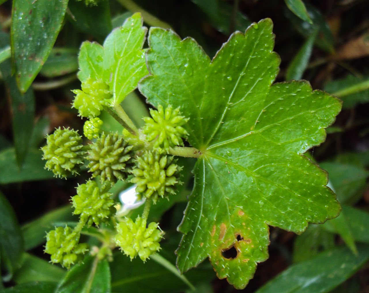 Hydrocotyle javanica